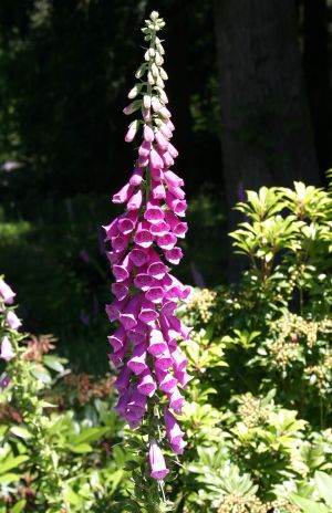 Foxglove
