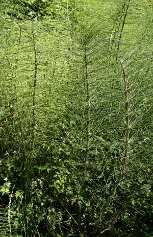 Horsetails