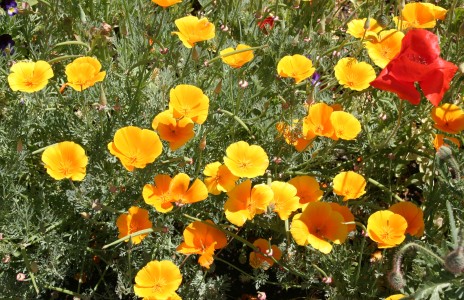 California Poppies