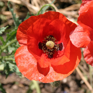 Chinese Poppies