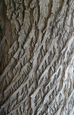 Cottonwood Bark