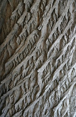 Cottonwood Bark