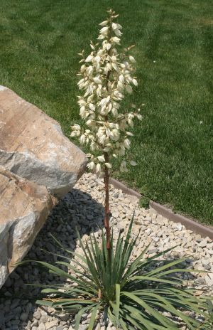 Yucca in Bloom