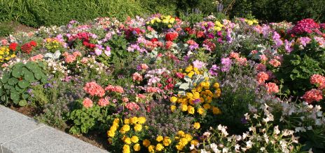 Colorful Flower Garden