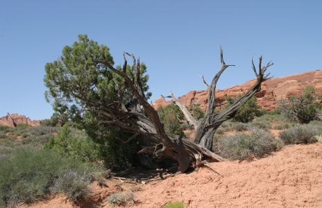 Old Junipers, Arches National Park, Utah