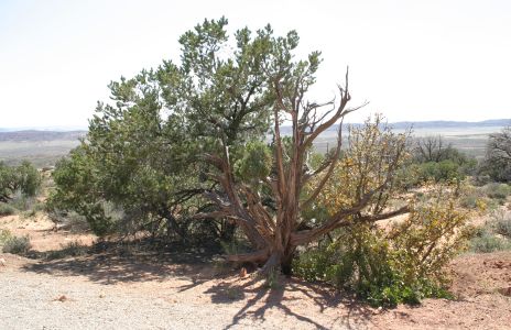Juniper, Arches National Park, Utah
