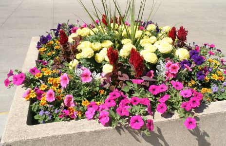 Colorful Planter with Assorted Flowers