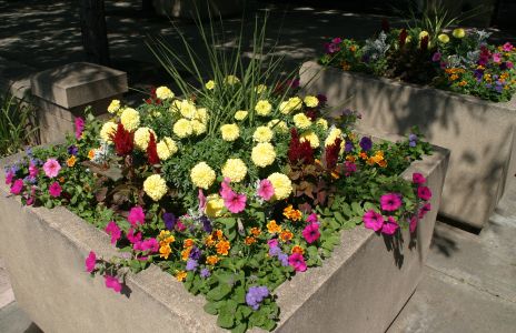 Colorful Planter with Assorted Flowers