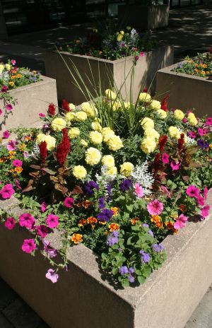 Colorful Planter with Assorted Flowers