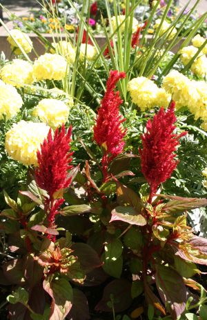 Red and Yellow Flowers