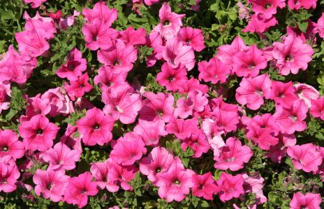 Pink Petunias
