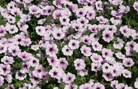 Pink Petunias