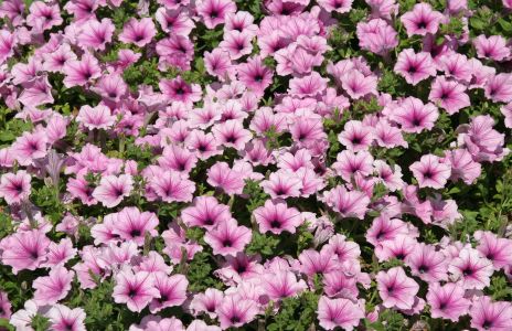 Pink Petunias