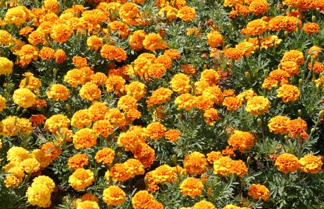 Yellow Marigolds