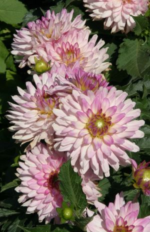 Pink Dahlias