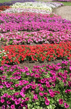 Assorted Petunia Hybrids