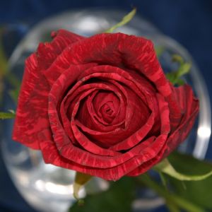 Red Rose