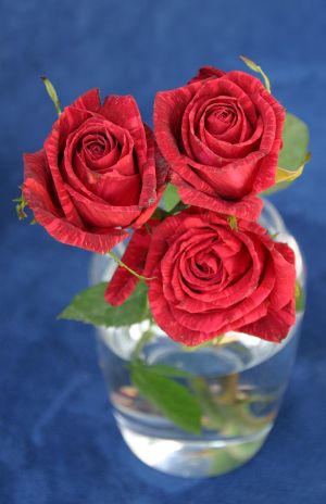 Red Roses in Vase