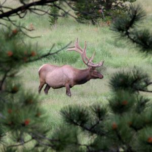 Bull Elk with Big Antlers