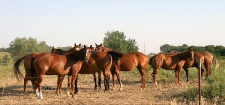 Pack of Horses