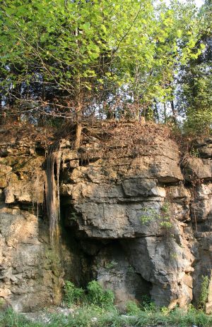 Natural Rock Wall with Tree Hanging On