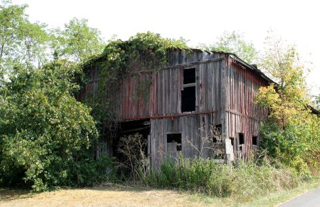 Old Barn Overgrown with Trees, etc.