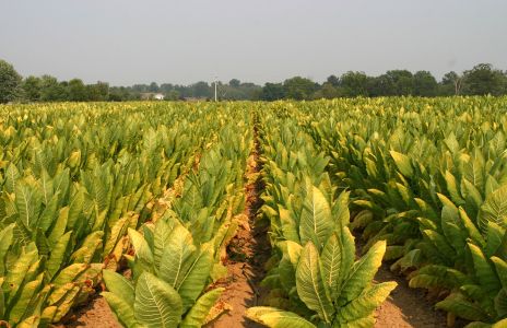Tobacco Turning Yellow in Fall