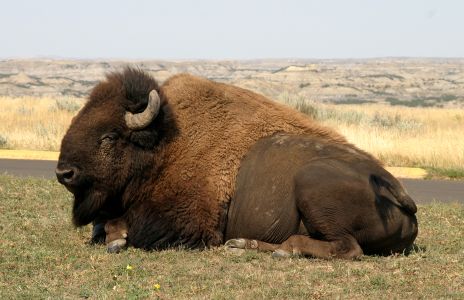 Buffalo in Roosevelt Nat Park, N. Dakota