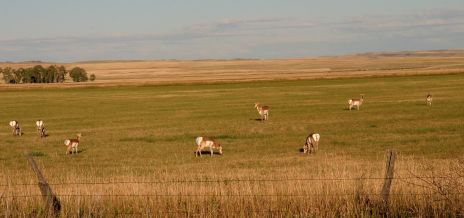 Antelope on Montana Range