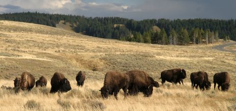 Herd of Buffalo