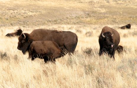 Herd of Buffalo