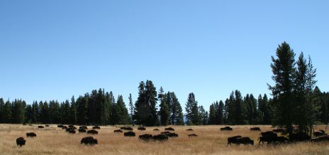 Buffalo Herd