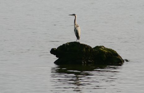 Blue Heron on a Rock