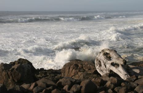 Waves on Rocks and Driftwood