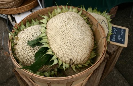 Sunflowers at Market in Eugene, OR