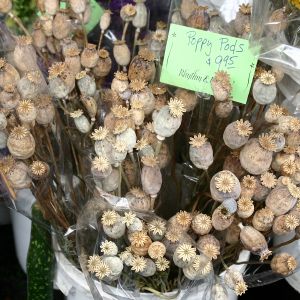Poppy Pods at Market in Eugene, OR