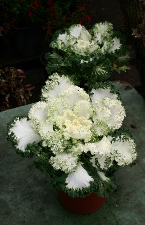 Ornamental Kale