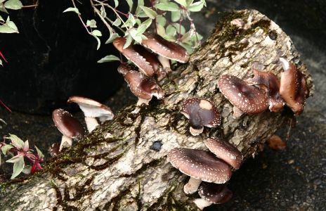 Mushrooms on Log