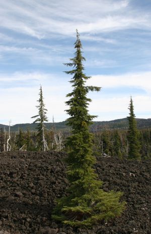 Trees on Oregon Lava Flows