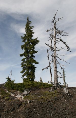 Trees on Oregon Lava Flows