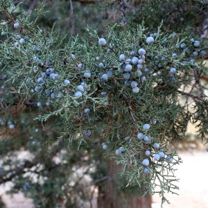 Juniper Berries
