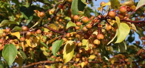 Orange Berries on Tree