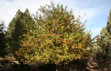 Orange Berries on Tree
