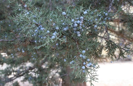 Juniper Berries