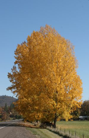 Beautiful Tree Turning Gold in Early Autumn