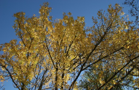 Fall Colors in Oregon