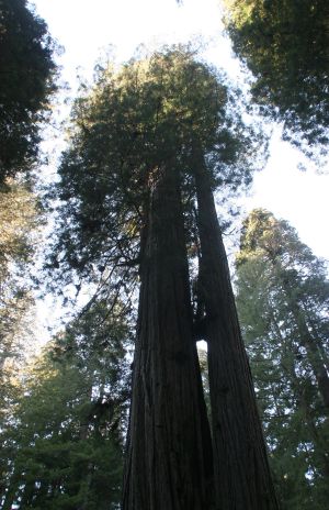 Coastal Redwood Trees