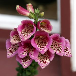 Purple Foxgloves