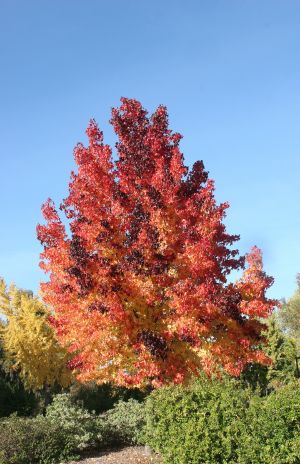 Maple Tree in Many Fall Colors