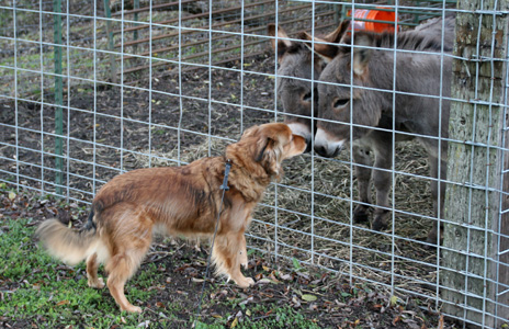 Tara Greeting Donkeys